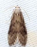 5633.1 - Aphomia fulminalis