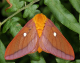 7723  Northern Pink-striped Oakworm Moth  Anisota virginiensis