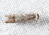 1218 - Hypatopa vestaliella