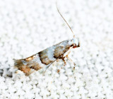 0708 -  White Pine Barkminer Moth - Marmara fasciella