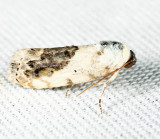 9095 - Small Bird-dropping Moth - Ponometia erastrioides 