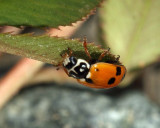 Variegated Lady Beetle - Hippodamia variegata