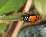 Variegated Lady Beetle - Hippodamia variegata