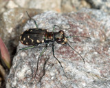 Eastern Red-bellied Tiger Beetle - Cicindelidia rufiventris hentzii