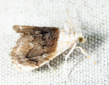 4888 – Sooty Lipocosmodes – Lipocosmodes fuliginosalis