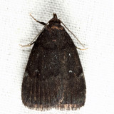 8326 - Rotund Idia - Idia rotundalis