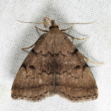 8349.1 - Zanclognatha dentata