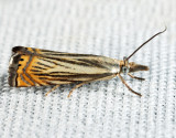 5391 - Cranberry Girdler - Chrysoteuchia topiarius
