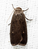 9647 - Miranda Moth - Proxenus miranda