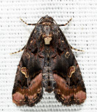 9057 - Black Wedge-Spot - Homophoberia apicosa