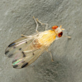 Homoneura sp.