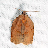 3658 - Archips purpurana 7-14