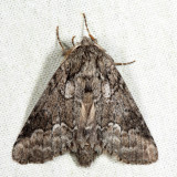 7999 - Double-lined Prominent - Lochmaeus bilineata