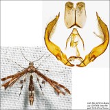 6092  Himmelmans Plume Moth  Geina tenuidactylus 