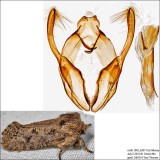 0373 - Clemens Grass Tubeworm Moth - Acrolophus popeanella