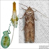 Blastobasis sp.