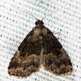 8426 - Visitation Moth - Dyspyralis illocata