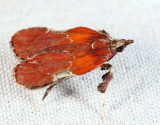 5552 - Boxwood Leaftier - Galasa nigrinodis