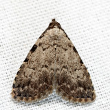 8427 - Spot-edged Dyspyralis - Dyspyralis puncticosta