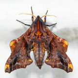 7825 - Small-eyed Sphinx - Paonias myops