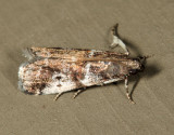 5653 - Cranberry Fruitworm Moth - Acrobasis vaccinii