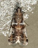 5653 - Cranberry Fruitworm Moth - Acrobasis vaccinii