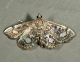 Anania sp. (coronata species complex)