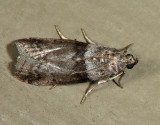 5787 - Lesser Aspen Webworm Moth - Meroptera pravella