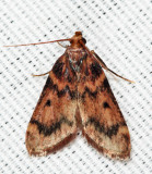 5512  Pink-masked Pyralid  Aglossa disciferalis