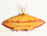 7146 - Chickweed Geometer - Haematopis grataria
