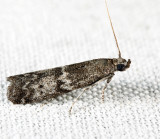 5718 - Myelopsis subtetricella