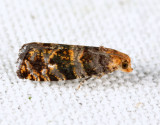 2720 - Paralobesia palliolana