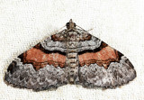 7368 - Labrador Carpet - Xanthorhoe labradorensis