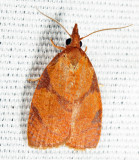 3722 - Chokecherry Leafroller - Cenopis directana