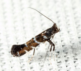 0680 - Parornix preciosella