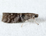 5818 - Tupelo Leaffolder - Actrix nyssaecolella