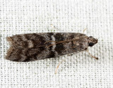 5818 - Tupelo Leaffolder - Actrix nyssaecolella