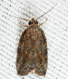 8974 - Black-olive Caterpillar Moth - Garella nilotica 7-21