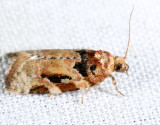 3597 – Red-banded Leafroller – Argyrotaenia velutinana