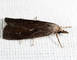 5473 - Thopeutis forbesellus