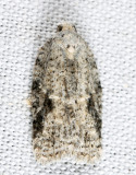 Acleris sp. 7-21