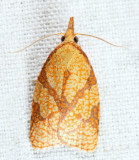 3720 - Reticulated Fruitworm Moth - Cenopis reticulatana