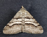 6362 - Curve-lined Angle - Digrammia continuata