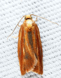 3548 - Eastern Black-headed Budworm Moth - Acleris variana