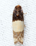 3184 - Epiblema tripartitana
