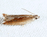 3379 - Ancylis diminuatana