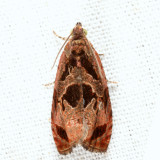 2783 - Olethreutes diallacta