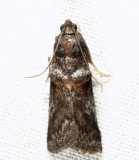 5664  Hickory Shoot Borer  Acrobasis caryae 