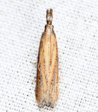 6024 - Bandera binotella