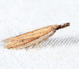 6024 - Bandera binotella